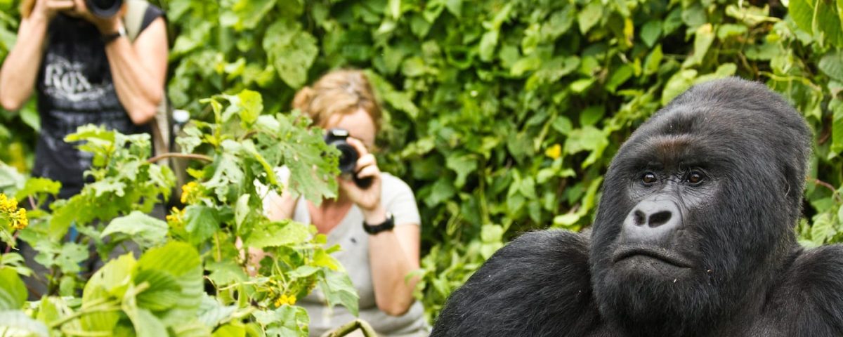 Virunga National Park Gorilla Permits