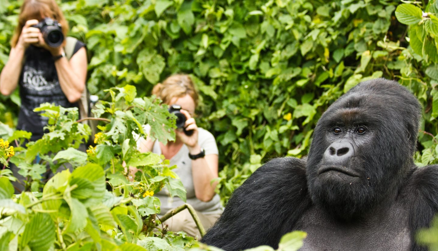 Virunga National Park Gorilla Permits