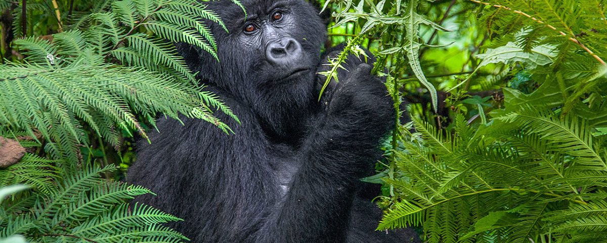 Virunga National Park
