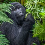 Virunga National Park