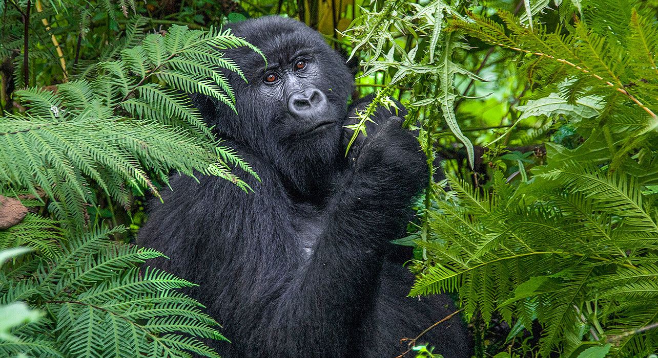 Virunga National Park