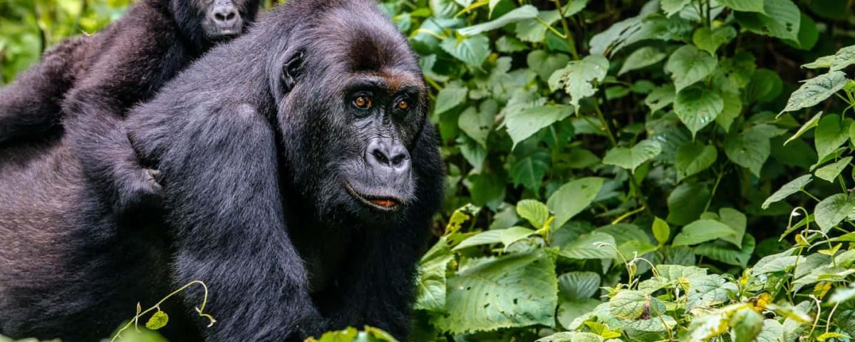 The 10 Most Famous Mountain Gorilla Families You Can Visit