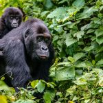 The 10 Most Famous Mountain Gorilla Families You Can Visit