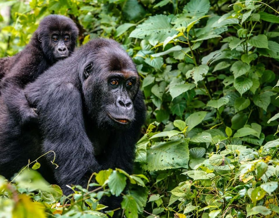 The 10 Most Famous Mountain Gorilla Families You Can Visit