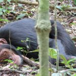 What to Pack for Chimpanzee Tracking in Uganda