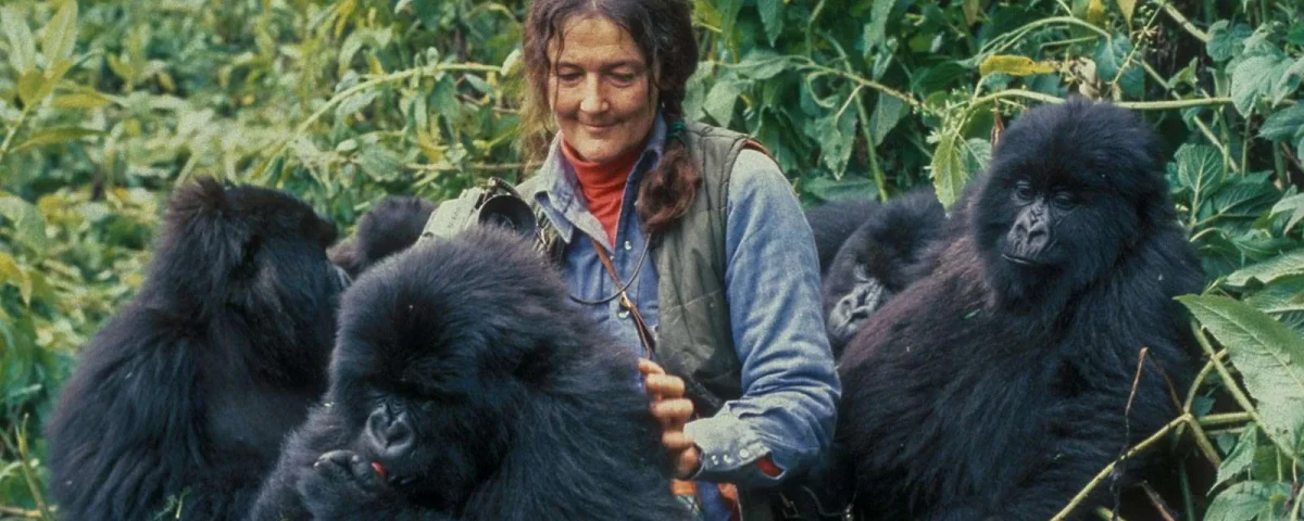 Dian Fossey's Legacy