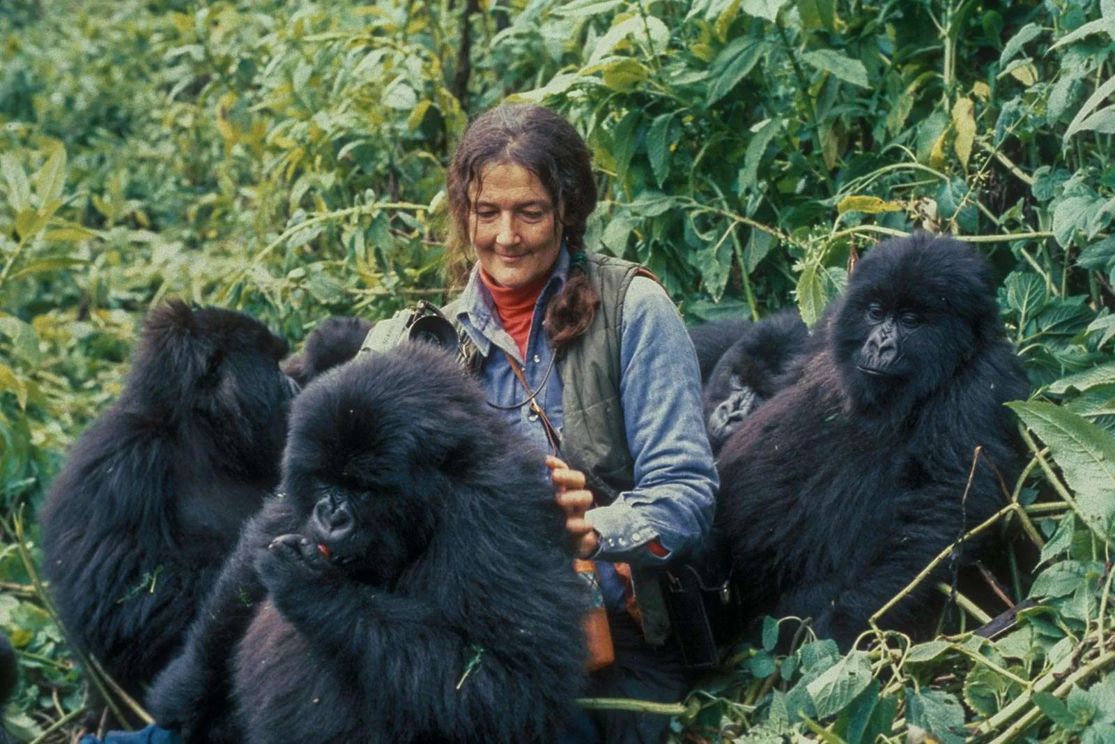 Dian Fossey's Legacy
