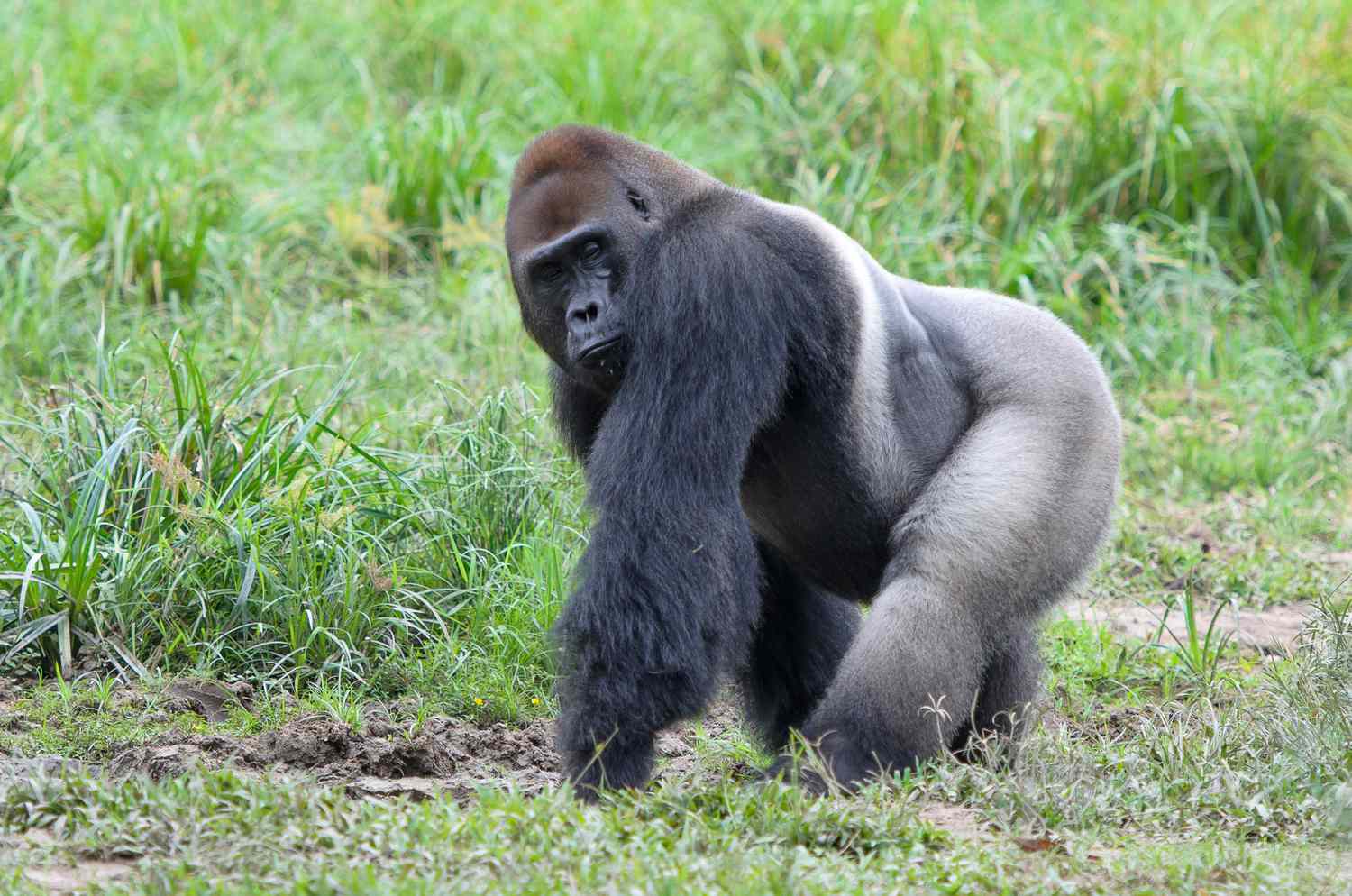 What We Offer on East Africa Gorilla Safaris