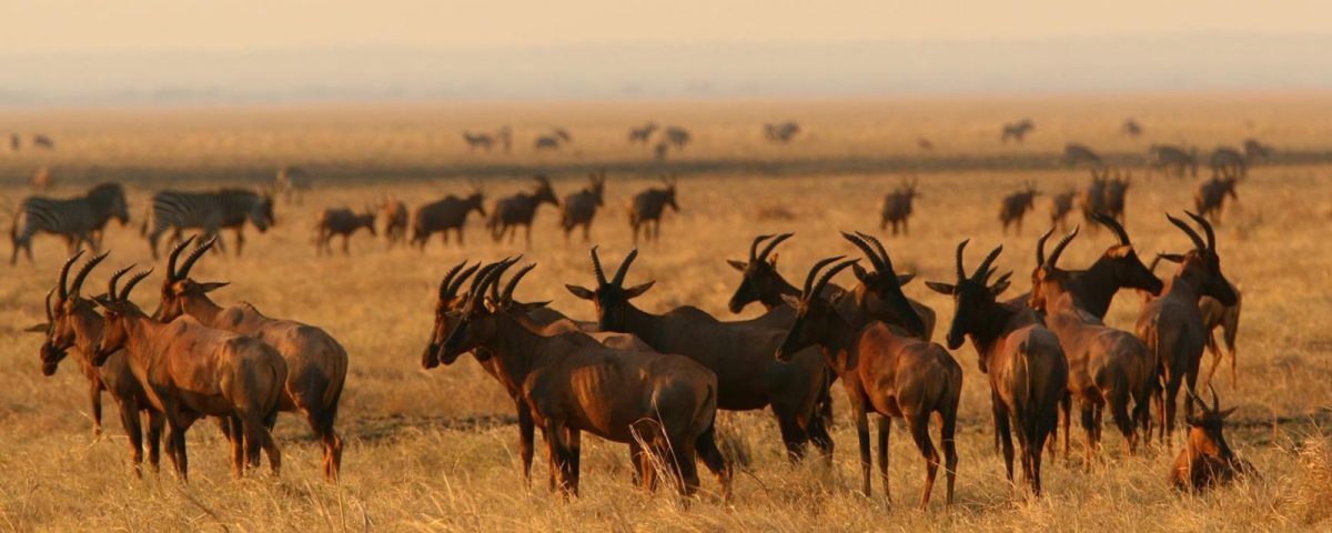 Katavi National Park