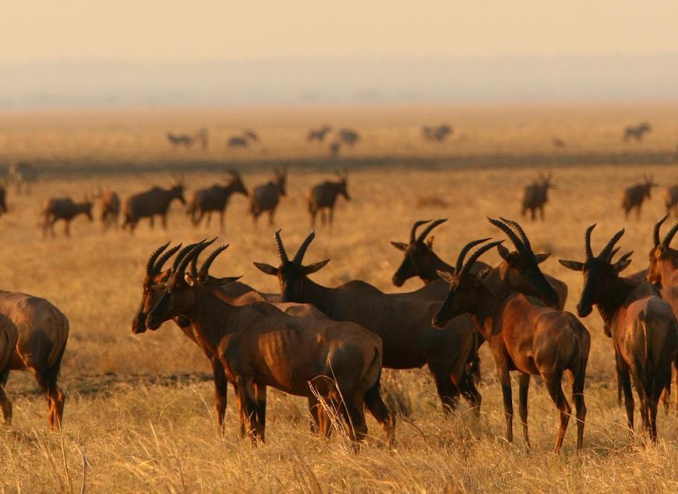 Katavi National Park