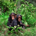 What to Pack for Chimpanzee Tracking in Uganda