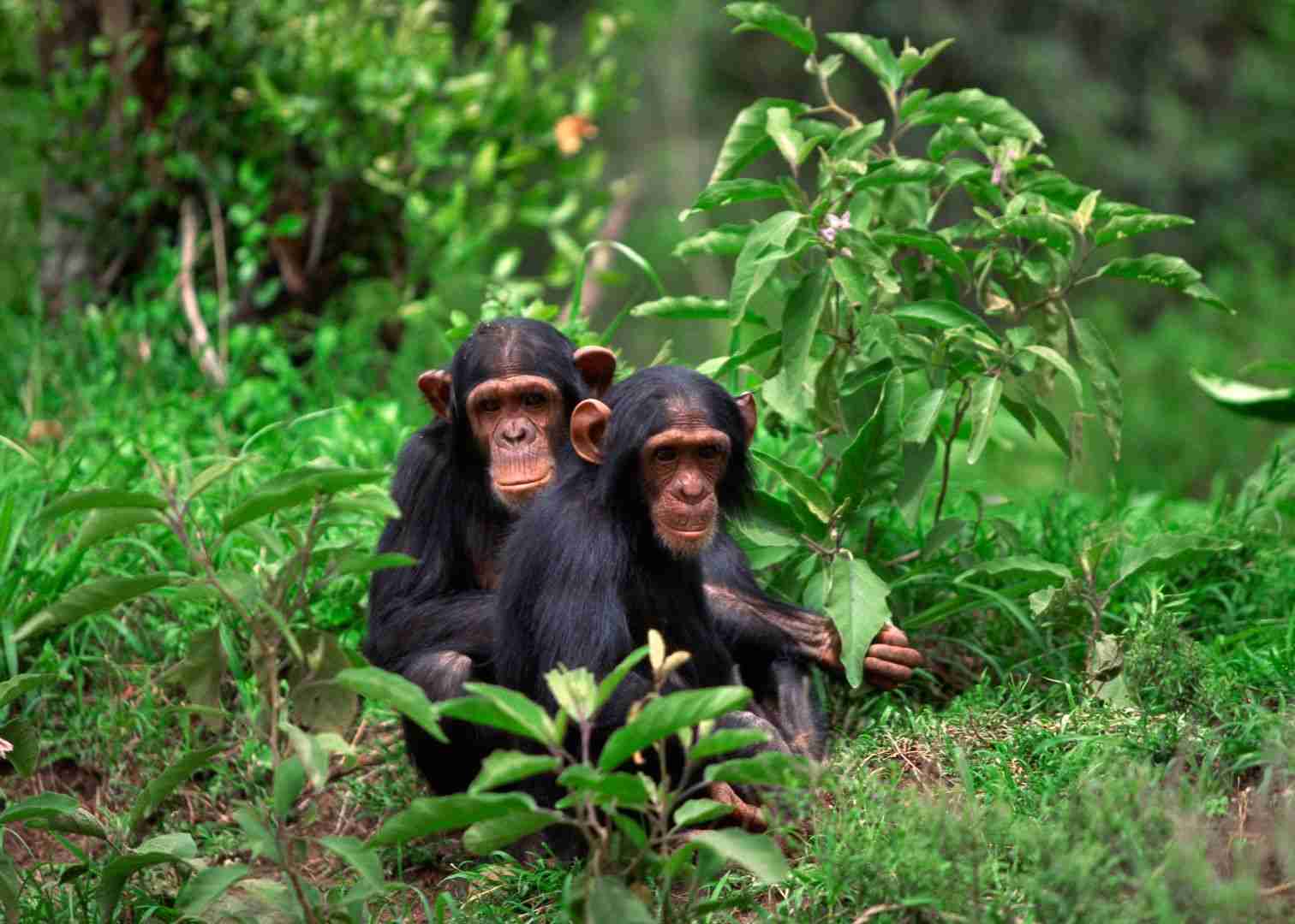What to Pack for Chimpanzee Tracking in East Africa - East Africa ...