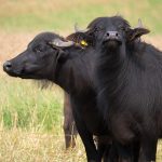 African Buffalo