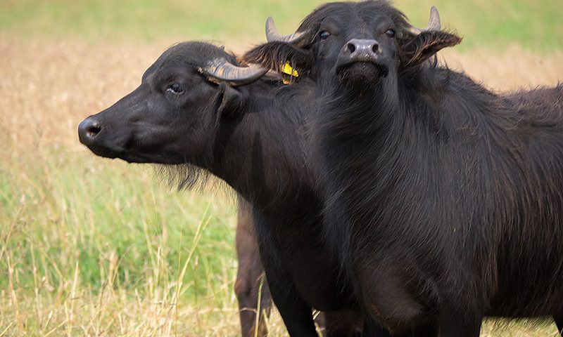 African Buffalo