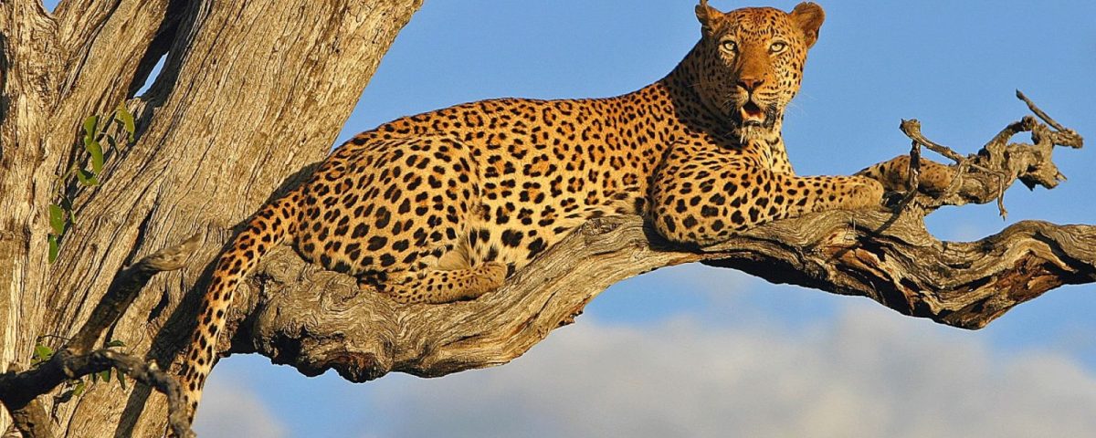 Leopard