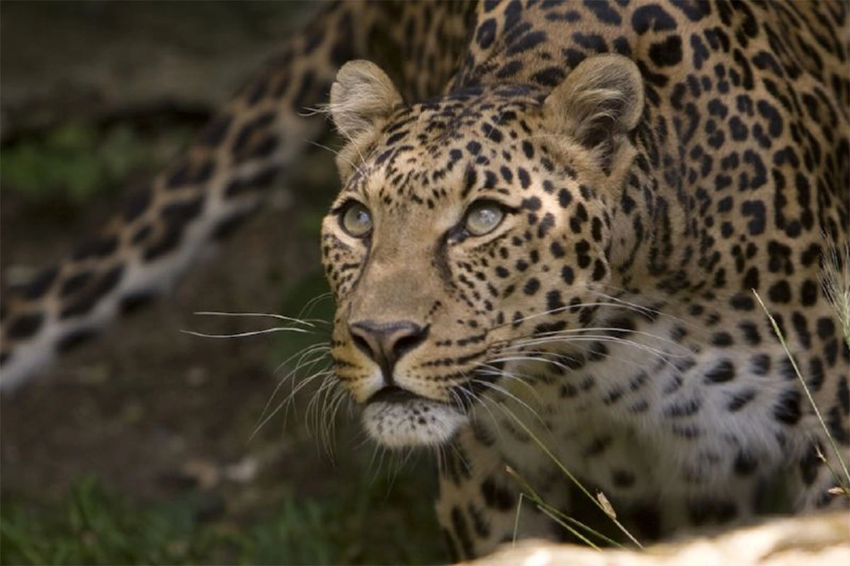 Leopard
