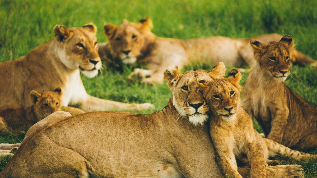 African Lion