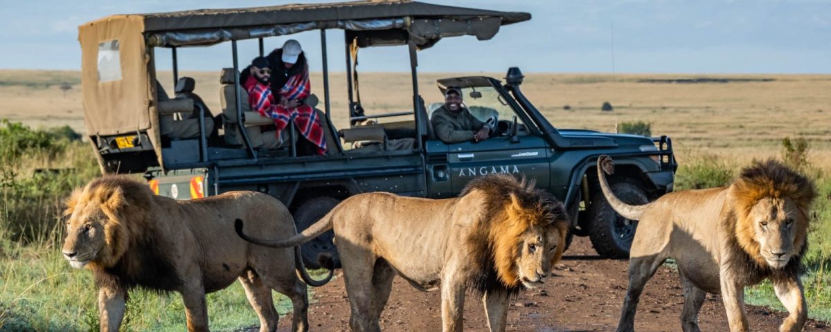 African Lion