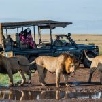 African Lion