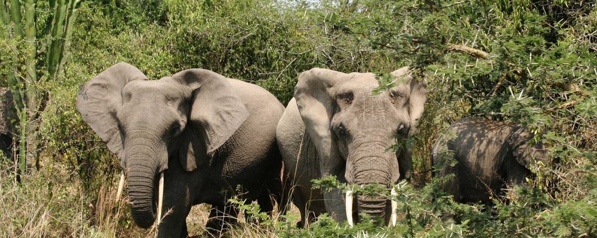 African Elephant