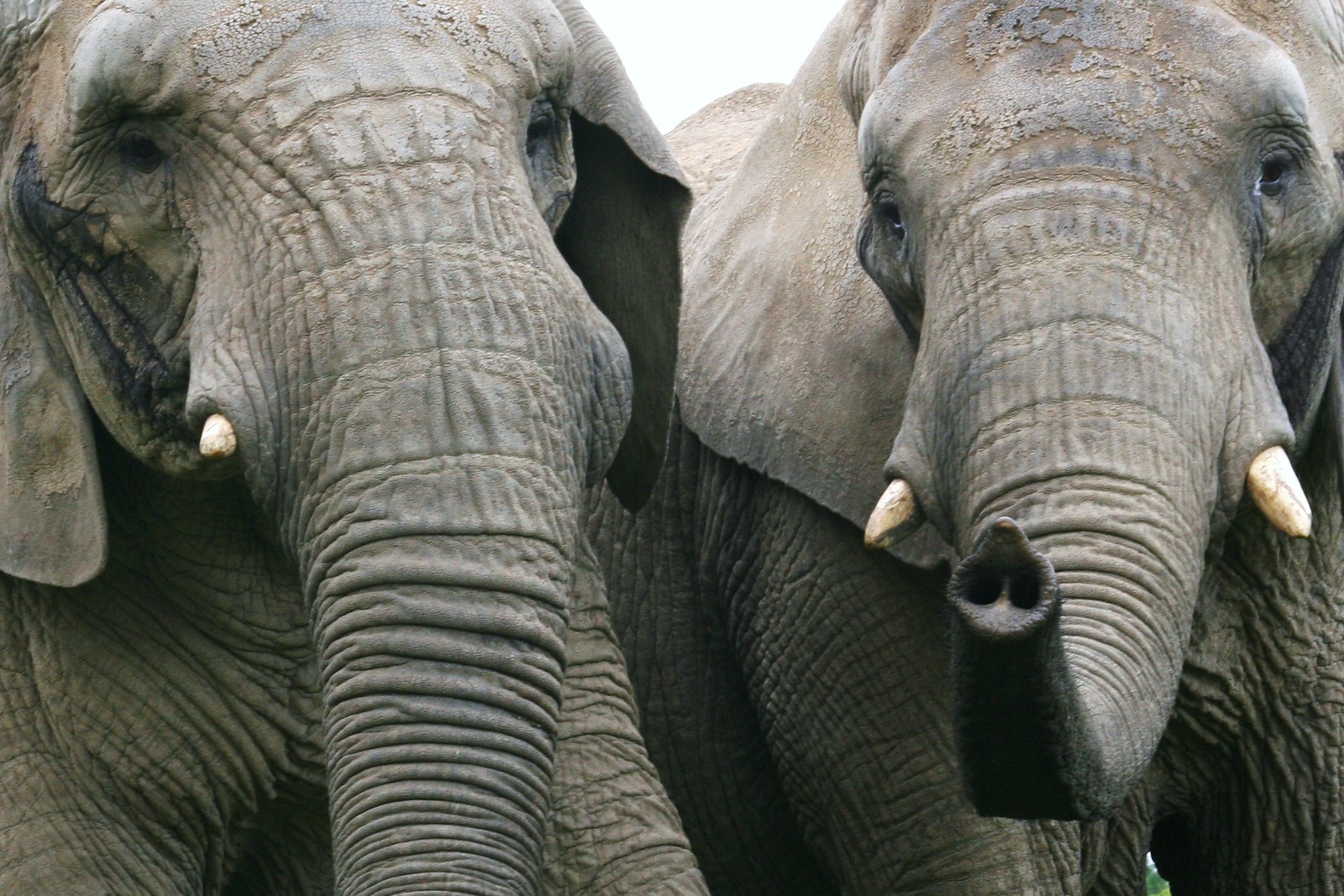 African Elephant