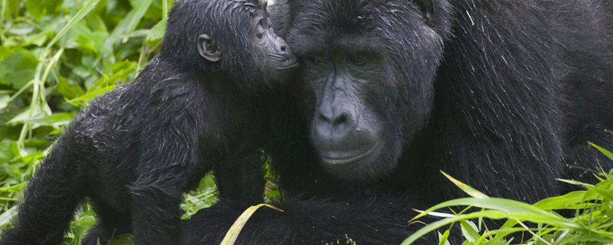 Mountain Gorillas