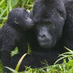 Mountain Gorillas