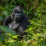 Mountain Gorillas
