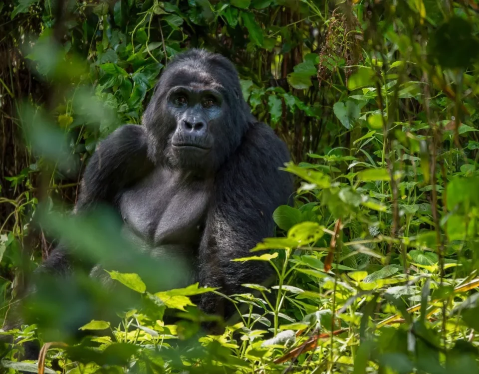 Mountain Gorillas