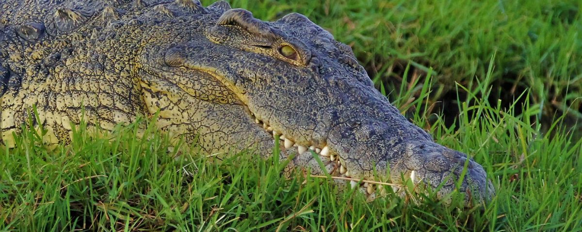 Nile Crocodile