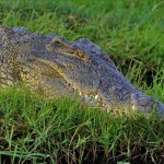 Nile Crocodile