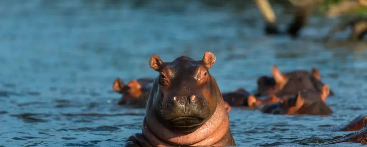 Hippopotamus in East Africa