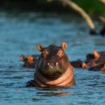 Hippopotamus in East Africa