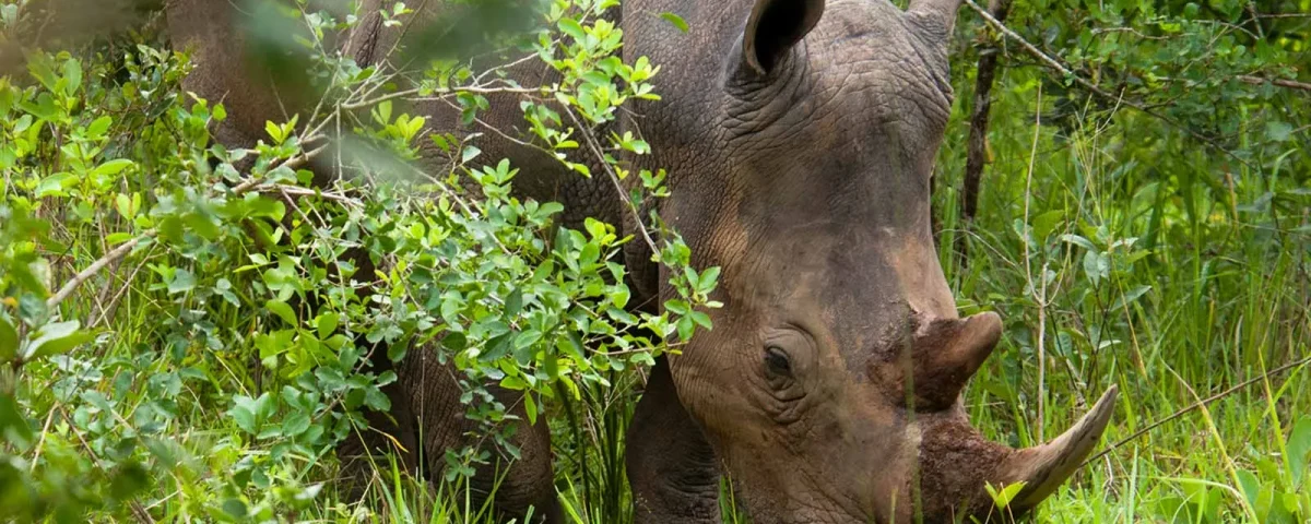 Black Rhino vs White Rhino