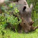 Black Rhino vs White Rhino