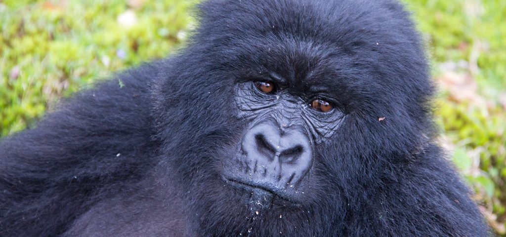 How Much Does a Gorilla Trekking Permit Cost in Uganda in 2025