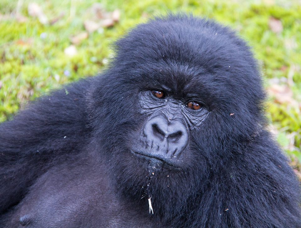 The Best Time of Year to Go Gorilla Trekking in Uganda
