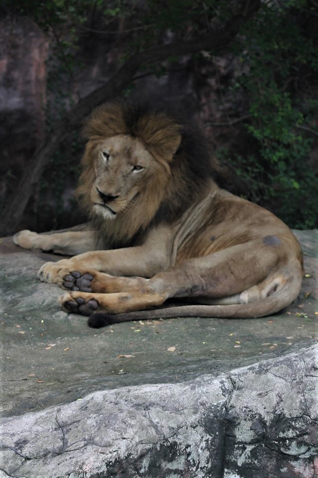 Human-Wildlife Conflict Around Uganda's Parks