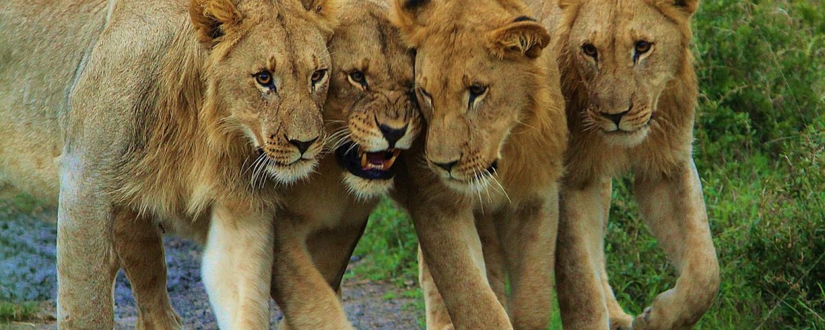 Big Five Safari in Akagera