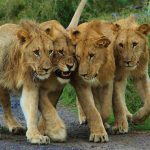 Big Five Safari in Akagera