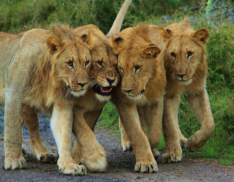 Big Five Safari in Akagera