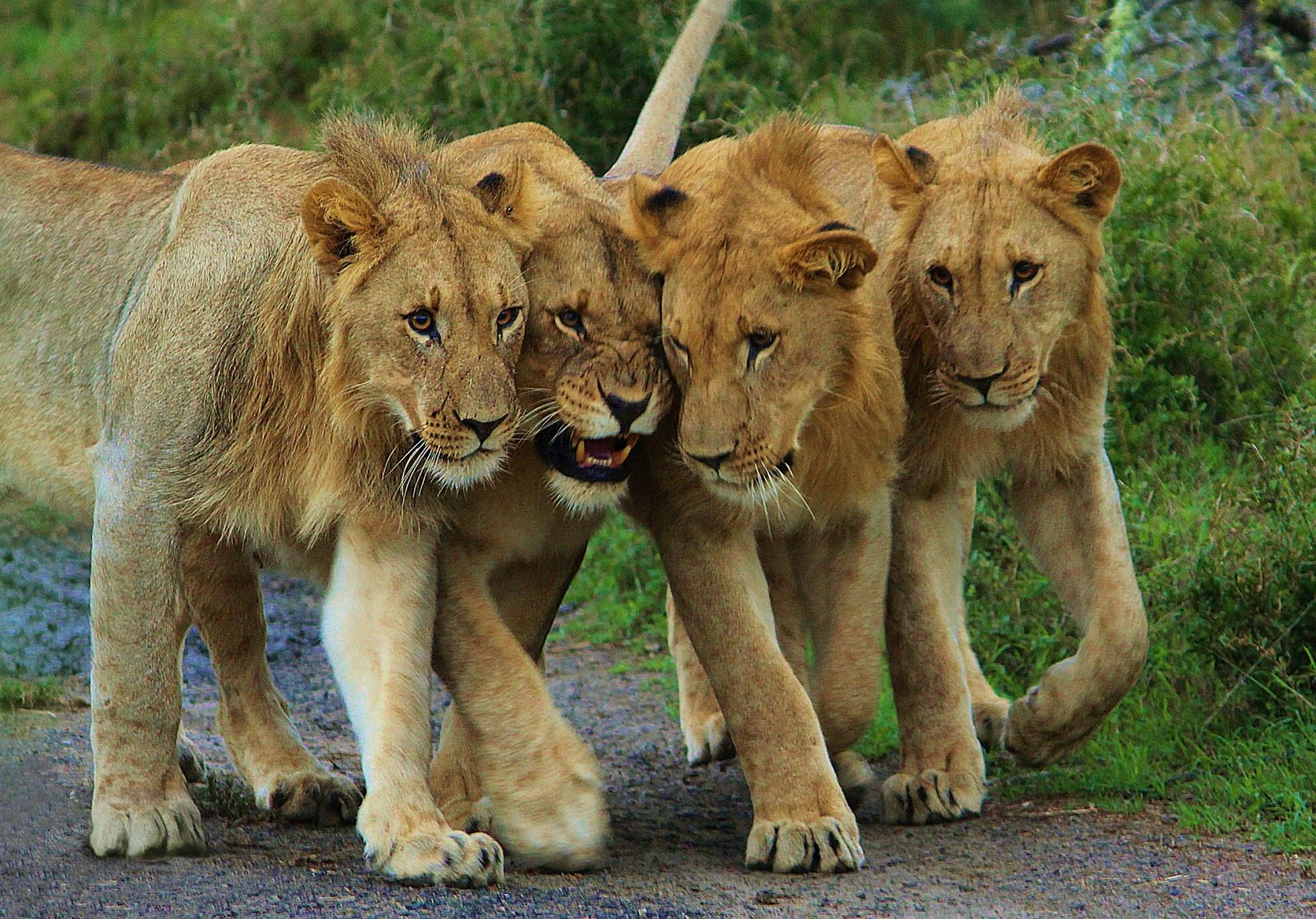 Big Five Safari in Akagera