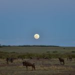 East Africa Overland Safari: Kampala to Nairobi by Road