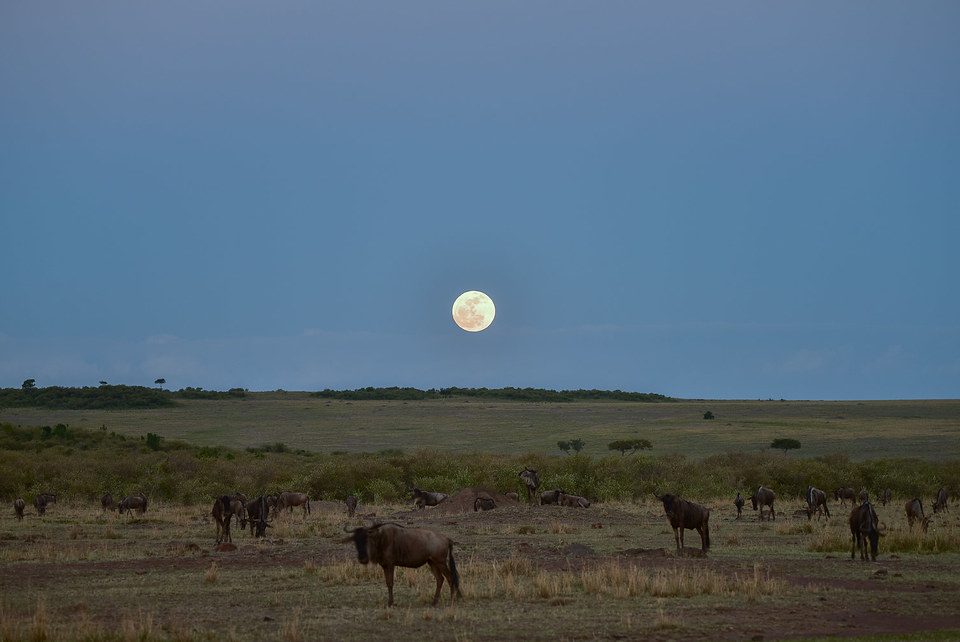 East Africa Overland Safari: Kampala to Nairobi by Road