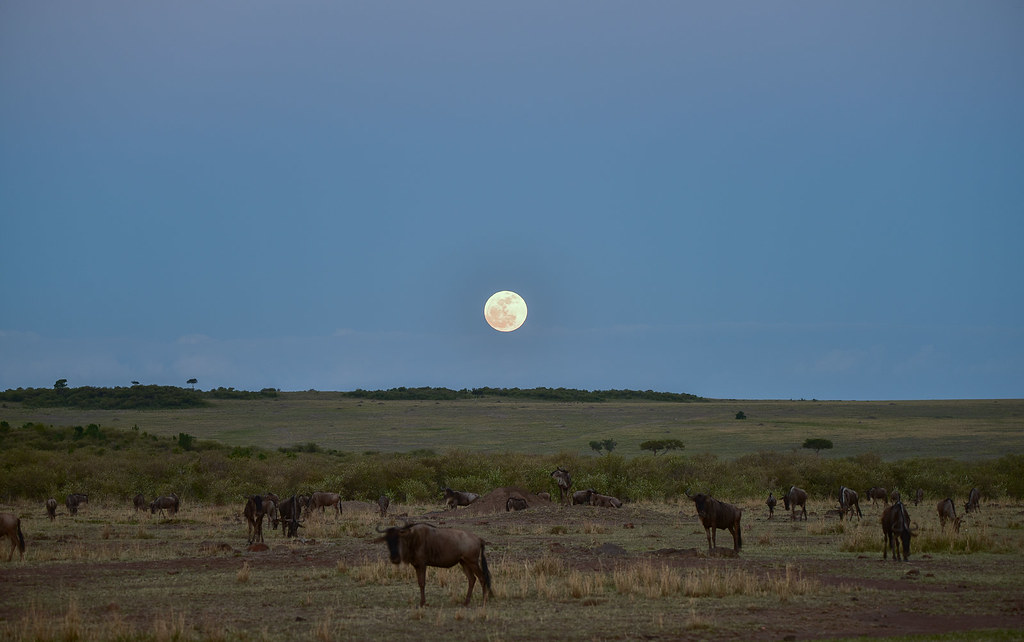 East Africa Overland Safari: Kampala to Nairobi by Road