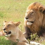 10-day East Africa primates and Big Five safari itinerary