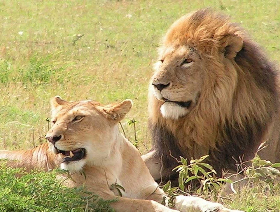 10-day East Africa primates and Big Five safari itinerary