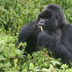 3-day Uganda gorilla trekking itinerary from Kigali Rwanda