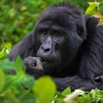 5-day Uganda primates safari gorillas chimps golden monkeys itinerary