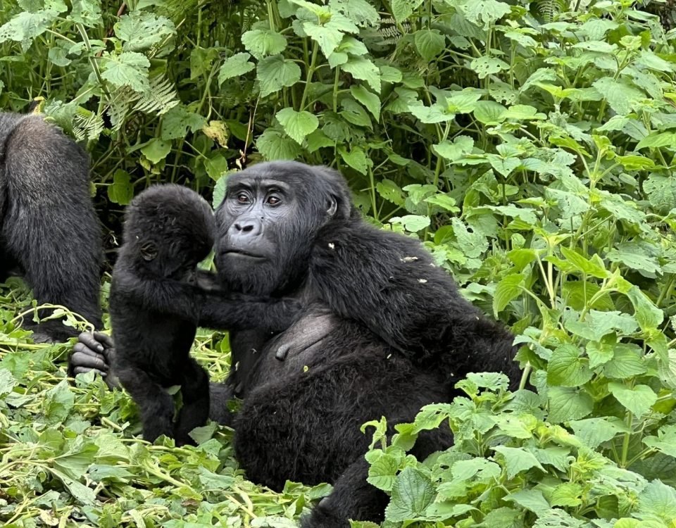 7-day Rwanda complete safari gorillas Big Five culture itinerary